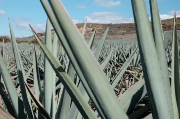 wurm im tequila - agavenfeld