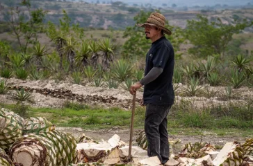 mezcal yuu baal oaxaca