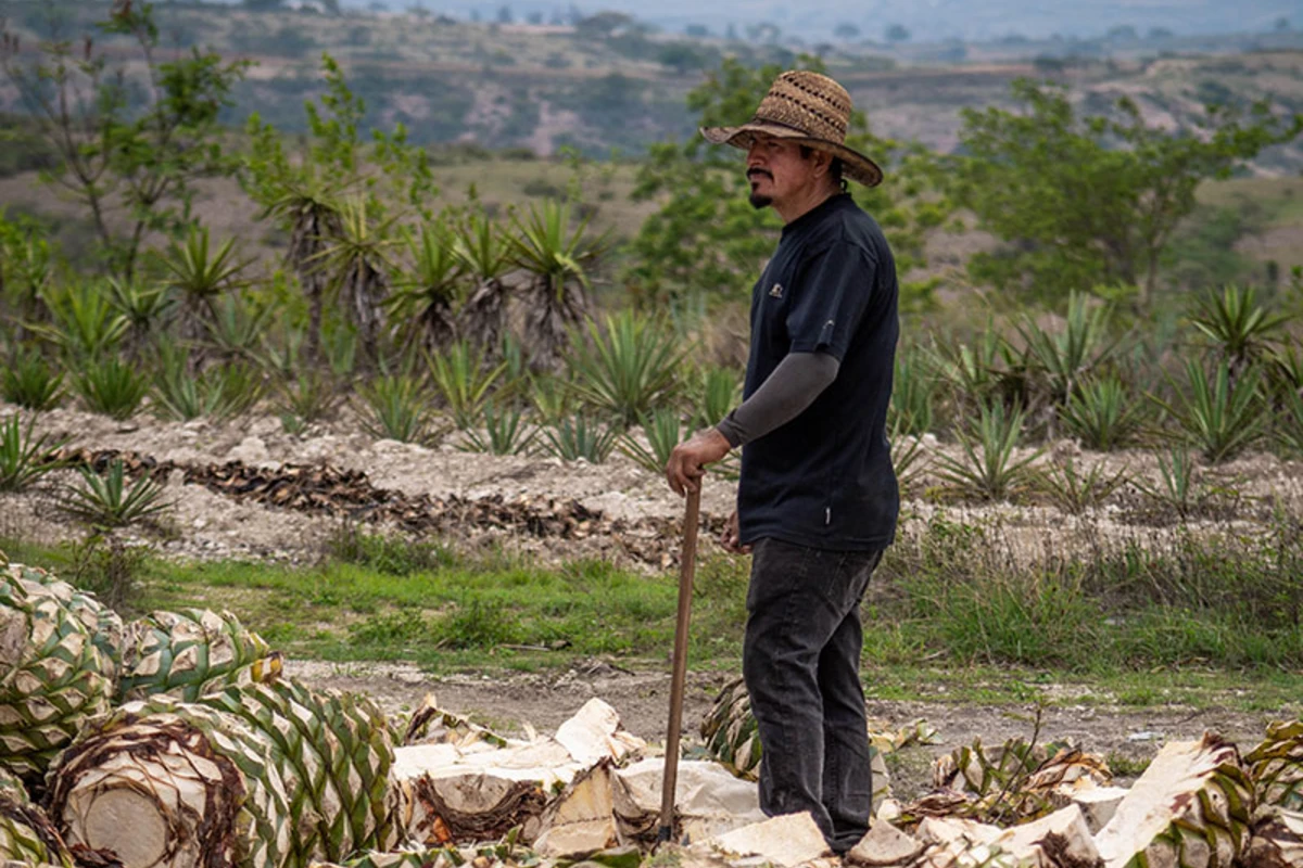 mezcal yuu baal oaxaca