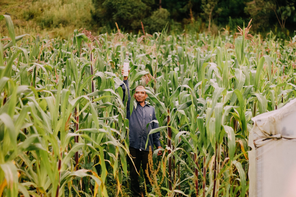 pox siglo cero maisfeld